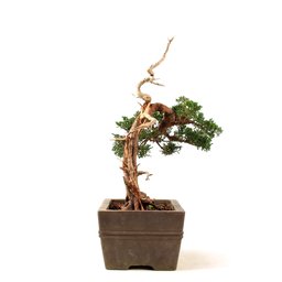 Bonsai Shimpaku Itoigawa 16 Anos - 4
