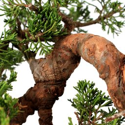 Bonsai Shimpaku Itoigawa 16 Anos - 10