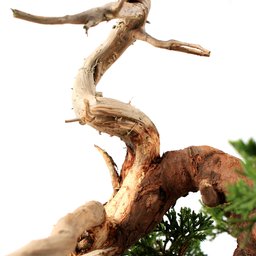 Bonsai Shimpaku Itoigawa 16 Anos - 8