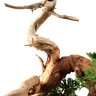 Bonsai Shimpaku Itoigawa 16 Anos - 8
