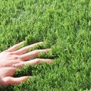 Ver imagem 2 de Grama Sintética Artificial 30mm com Proteção Uv e Anti-fungo 2,00 X 3,00m (6m²)