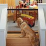 Tela Grade De Porta Cachorro Pet Caes Cao Bebe Gato Crianças Parede - 5