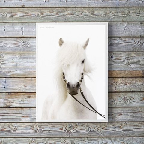 Quadro Decorativo Fotografia Cavalo Branco 24x18cm:madeira Preta