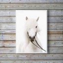 Ver imagem 1 de Quadro Decorativo Fotografia Cavalo Branco 24x18cm:madeira Preta