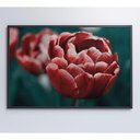 Ver imagem 3 de Quadro Tulipa Vermelha 60x40 Cm Vidro Impresso