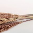 Ver imagem 4 de Capim Desidratado Marrom Natural 70x13cm Planta Artificial