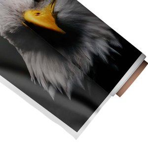 Quadro Decorativo Águia:Médio 53x44cm/Somente Tela