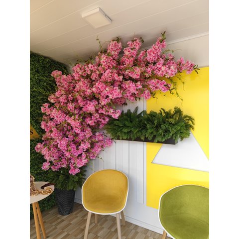 Cerejeira Arvore Flores Instagramavel Rosa 2 Metros Grande