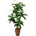 Ver imagem 1 de PLANTA ARTIFICIAL ÁRVORE DRACENA LUXO 158CM VERDE TOQUE REAL