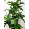 PLANTA ARTIFICIAL ÁRVORE DRACENA LUXO 158CM VERDE TOQUE REAL - 2