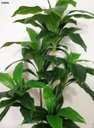 Ver imagem 2 de PLANTA ARTIFICIAL ÁRVORE DRACENA LUXO 158CM VERDE TOQUE REAL