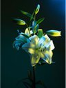 Ver imagem 2 de Quadro Decorativo Tela Canvas Floral Ref:qbfl3 Lojall 60 X 40 Cm Borda Infinita