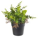 Ver imagem 1 de Eucalipto com Pote 22cm Verde Florarte Flor Arte