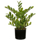 Ver imagem 1 de Planta Árvore Artificial Zamioculca Real Toque C/Pote X126 Verde 50cm