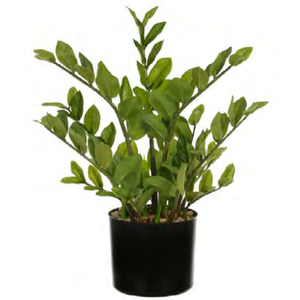 Planta Árvore Artificial Zamioculca Real Toque C/Pote X126 Verde 50cm