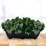 12 Folhagens Verdes Artificial Peperomia - Decoração Pick Premium para Vaso, Sala e Lavabo de Luxo - 8