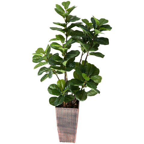 Árvore Planta Ficus Lyrata 148cm Verde Artificial Vaso
