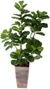 Ver imagem 1 de Árvore Planta Ficus Lyrata 148cm Verde Artificial Vaso