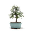 Ver imagem 3 de Bonsai Caliandra Rosa 03 Anos