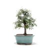 Bonsai Caliandra Rosa 03 Anos - 3