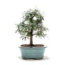 Ver imagem 1 de Bonsai Caliandra Rosa 03 Anos