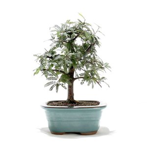 Bonsai Caliandra Rosa 03 Anos