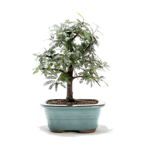 Bonsai Caliandra Rosa 03 Anos