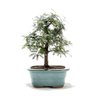 Bonsai Caliandra Rosa 03 Anos - 1