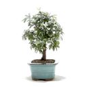 Ver imagem 4 de Bonsai Caliandra Rosa 03 Anos