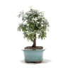 Bonsai Caliandra Rosa 03 Anos - 4
