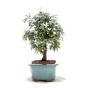 Ver imagem 4 de Bonsai Caliandra Rosa 03 Anos
