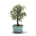 Ver imagem 2 de Bonsai Caliandra Rosa 03 Anos