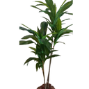 Ver imagem 2 de Planta Árvore Dracena Artificial Flores 1,25m P/vaso