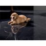 Porcelanato Polido Borda Reta Black Supreme 60x120cm - 2