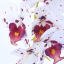 Ver imagem 3 de Arranjo de Orquídea Artificial Pequenina Tigre