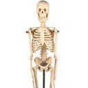 Ver imagem 4 de Esqueleto Humano de 45 Cm