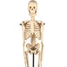 Esqueleto Humano de 45 Cm - 3