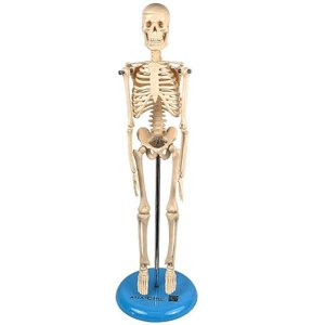 Esqueleto Humano de 45 Cm