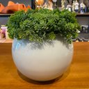 Ver imagem 1 de Arranjo Centro de Mesa Florzinha Verde Artificial Vaso Branco Completo Decore Fácil Shop