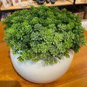 Ver imagem 2 de Arranjo Centro de Mesa Florzinha Verde Artificial Vaso Branco Completo Decore Fácil Shop