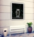 Ver imagem 2 de Quadro Decorativo Fotografia Tigre Branco - 70x50cm:moldura Branca