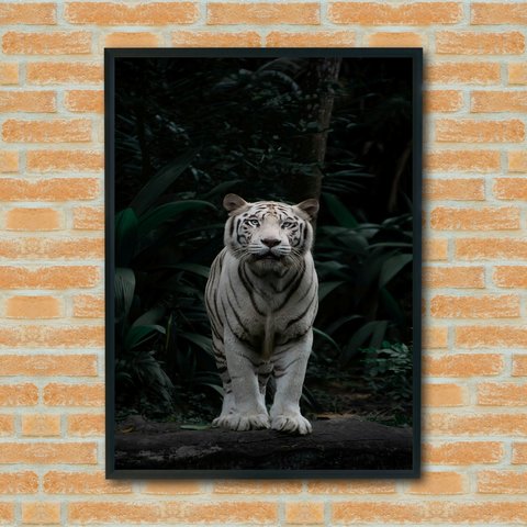 Quadro Decorativo Fotografia Tigre Branco - 70x50cm:moldura Branca