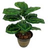 PLANTA ÁRVORE ARTIFICIAL FOLHAGEM VERDE 12 FOLHAS 53CM - 1