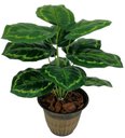 Ver imagem 1 de PLANTA ÁRVORE ARTIFICIAL FOLHAGEM VERDE 12 FOLHAS 53CM