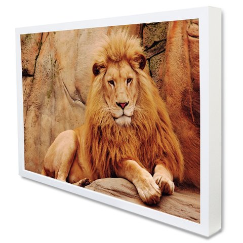 Quadro Decorativo Caixa Leão Tacolado Moldura Caixa Alta 4,5cm Branca sem Vidro 80 X 120cm
