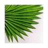 Folha Palmeira Latania 43cm Folhagem Planta Artificial - 3