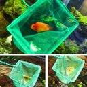 Ver imagem 5 de Rede Pega Peixe Redinha Aquário Manutenção Limpeza 20cm 8'