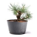 Ver imagem 2 de Pré Bonsai Pinheiro Negro 10 Anos