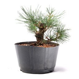 Pré Bonsai Pinheiro Negro 10 Anos - 2