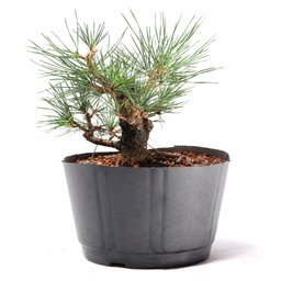 Pré Bonsai Pinheiro Negro 10 Anos - 4